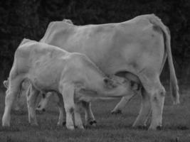 cows in westphalia photo