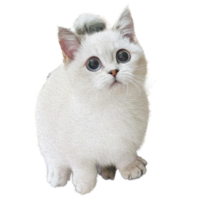 Portrait of a cat of the British breed . Pets concept. png