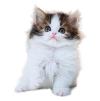 Portrait of a cat of the British breed . Pets concept. png