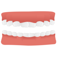 Jaw in realistic style. Teeth set. Colorful png illustration isolated on background.