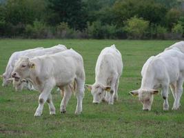 vacas blancas en alemania foto