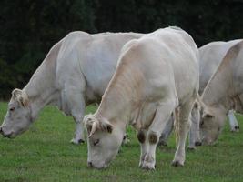 vacas blancas en alemania foto