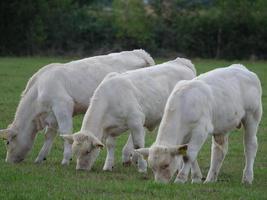 vacas blancas en alemania foto