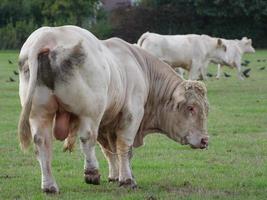 vacas blancas en alemania foto