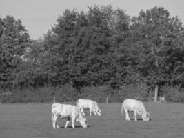 cows in westphalia photo