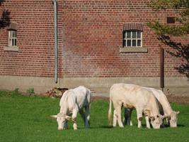 white cows in germany photo