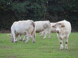 vacas blancas en alemania foto