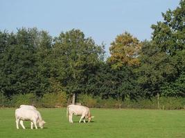 white cows in germany photo