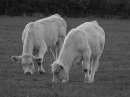 vacas en westfalia foto