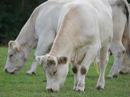 vacas blancas en alemania foto