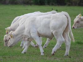 white cows in germany photo