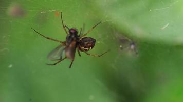 Spinne, die eine Fliege in der Mitte ihres Netzes verschlingt video