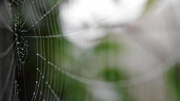 dichtbij omhoog visie van spin web gedekt met druppels van vochtig met groen doorbladert Aan de achtergrond. beven in de wind. video