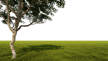 A 3d rendering image of a big tree placed grass field. png