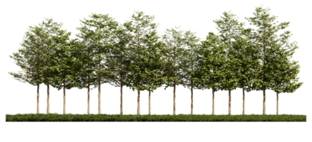 3ds-Rendering-Bild der Vorderansicht von Bäumen auf Rasenflächen. png