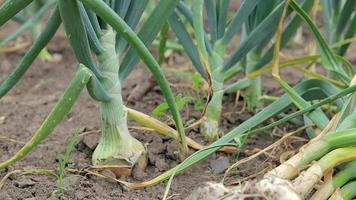 Knoblauch wird mit einer Schaufel aus dem Boden gegraben. Knoblauch anbauen. Sammlung von Knoblauch. landwirtschaftliche Arbeit, Ernte. grabe den Knoblauch im Garten aus der Erde. Bäuerin gräbt. Nahaufnahme. video