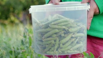 Woman's hands collect green pea pods in a small bucket, doing gardening in the backyard. Collection of peas growing in the garden. A farmer picks pods of young green peas from a bush. video