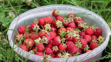 vol emmer van vers geplukt aardbeien in de zomer tuin. detailopname van aardbeien in een plastic mand. biologisch en vers BES Bij een boeren markt, in een emmer Aan een aardbei lapje. video