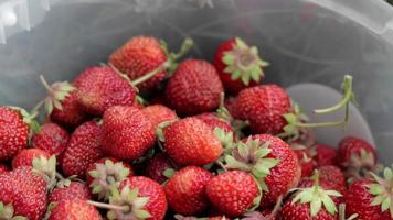 vol emmer van vers geplukt aardbeien in de zomer tuin. detailopname van aardbeien in een plastic mand. biologisch en vers BES Bij een boeren markt, in een emmer Aan een aardbei lapje. video