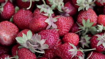 fondo de fresa. fondo de frutas. macro de bayas orgánicas frescas. frutos rojos recién recogidos de verano. ramo de deliciosas fresas rojas. panorama, endecha plana, vista superior. video