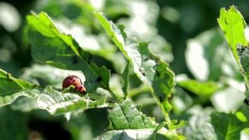 Nahaufnahme einer Colorado-gestreiften Käferlarve auf beschädigten Kartoffelblättern. leptinotarsa decemlineata. ernsthafter Kartoffelschädling im Gartensonnenlicht. Die Larven des Colorado-Kartoffelparasiten fressen die Blätter. video