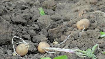 vers biologisch aardappelen Aan de grond in een veld- Aan een zomer dag. oogsten aardappelen van de bodem. laag hoek vers gegraven of geoogst aardappelen Aan rijk bruin grond. de concept van groeit voedsel. video