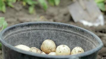 Farmer woman harvesting young potatoes. Agricultural harvest concept. Growing organic fresh potatoes in the field. Labor farm. Organic vegetables in summer or autumn in a black bucket. video