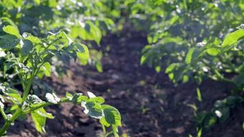 campo verde de patatas en una fila. plantaciones de papa, solanum tuberosum. cosecha plantada en un campo agrícola. paisaje agrícola de verano. el campo está iluminado por los rayos del sol. video