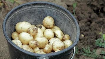 boer vrouw oogsten jong aardappelen. agrarisch oogst concept. groeit biologisch vers aardappelen in de veld. arbeid boerderij. biologisch groenten in zomer of herfst in een zwart emmer. video