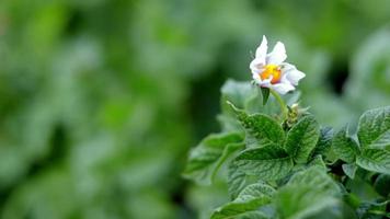 aardappelspruiten op een boerderijbed. bloeiende rijpende aardappelen. aardappelplantages groeien in het veld. landbouw, landbouw. nieuwe aardappelen. bloeiende aardappel veld met bloemen. groen veld van aardappelen. video