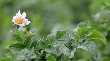 aardappelspruiten op een boerderijbed. bloeiende rijpende aardappelen. aardappelplantages groeien in het veld. landbouw, landbouw. nieuwe aardappelen. bloeiende aardappel veld met bloemen. groen veld van aardappelen. video