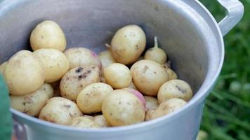 inossidabile acciaio casseruola con crudo nuovo patate. patate non pelato. avvicinamento di appena raccolto biologico patate con giallo e rosso pelli. raccolta. video