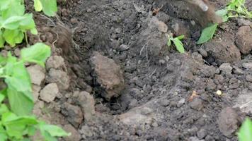 les agricultrices récoltent les jeunes pommes de terre du sol. tubercule de pomme de terre creusé à la pelle sur un sol brun. pommes de terre biologiques fraîches sur le sol dans un champ un jour d'été. le concept de la culture des aliments. video