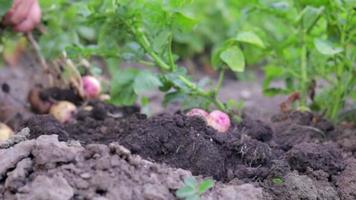 Dames boeren oogst jong aardappelen van de bodem. aardappel knol gegraven met een Schep Aan bruin grond. vers biologisch aardappelen Aan de grond in een veld- Aan een zomer dag. de concept van groeit voedsel. video