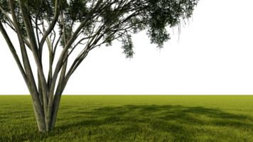 A 3d rendering image of a big tree placed grass field. png