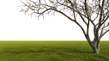 A 3d rendering image of a big dead  tree placed grass field. png