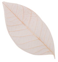 White leaf isolated png