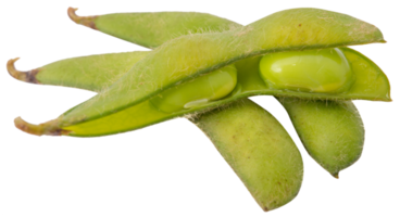 verde semi di soia isolato png