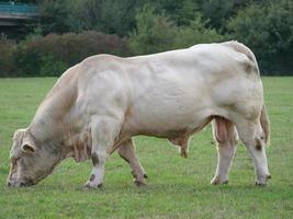 white cows in germany photo