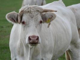 white cows in germany photo