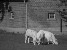 cows in westphalia photo