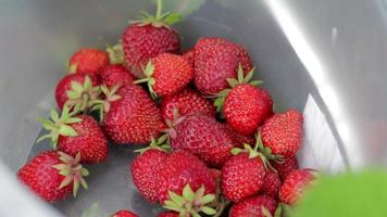 seau plein de fraises fraîchement cueillies dans le jardin d'été. gros plan de fraises dans un panier en plastique. baies biologiques et fraîches sur un marché de producteurs, dans un seau sur un champ de fraises. video