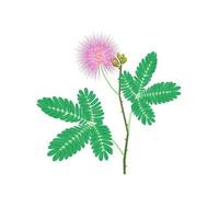 ilustración vectorial de planta sensible o mimosa pudica, aislada sobre fondo blanco. vector