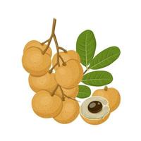 Vector illustration, longan fruit whole and in half, with green leaves, isolated on a white background.