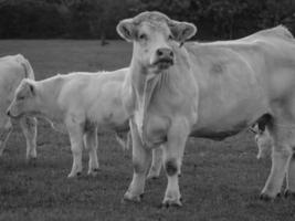 vacas en westfalia foto