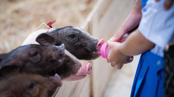 Cute little piglet is fed from baby bottle. Mother's hand holds little girl's hand holding bottle so that it doesn't slip. Activities that encourage children to be close to pets. Empty space. photo
