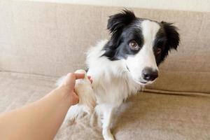 Funny portrait of cute puppy dog border collie on couch giving paw. Dog paw and human hand doing handshake. Owner training trick with dog friend at home indoors. friendship love support team concept. photo