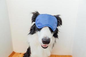 Do not disturb me, let me sleep. Funny cute smilling puppy dog border collie with sleeping eye mask at home indoor background. Rest, good night, siesta, insomnia, relaxation, tired, travel concept. photo