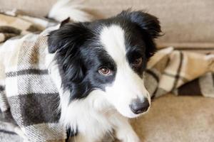 Funny puppy dog border collie lying on couch under plaid indoors. Little pet dog at home keeping warm hiding under blanket in cold fall autumn winter weather. Pet animal life concept.