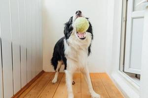 Funny portrait of cute smiling puppy dog border collie holding toy ball in mouth. New lovely member of family little dog at home playing with owner. Pet activity and games at home concept. photo